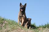 MALINOIS 999